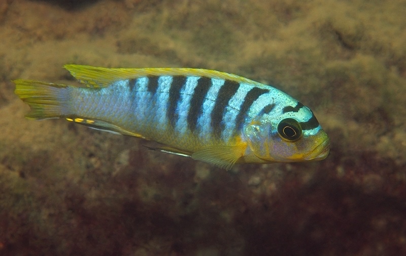 Maylandia sp. 'hajomaylandi pombo' Ndumbi Point